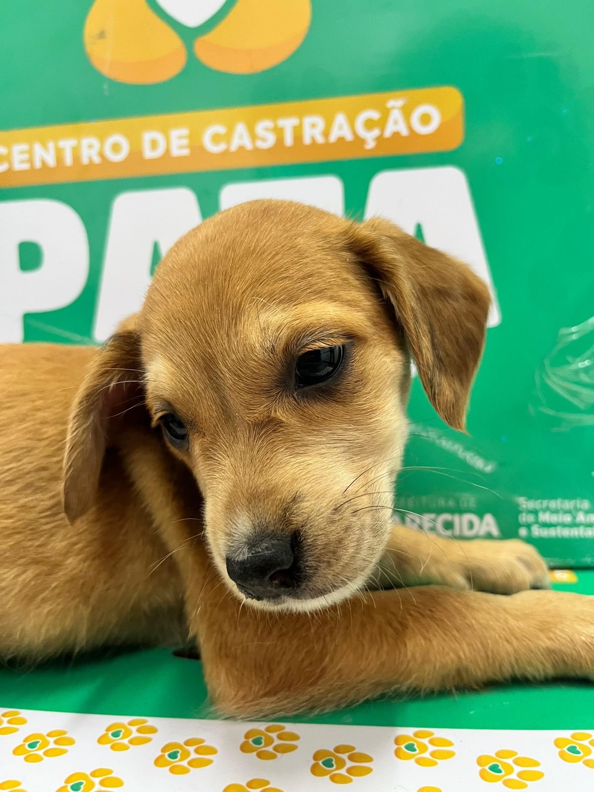 Feira de adoção de animais acontece neste sábado (28) em Aparecida de Goiânia