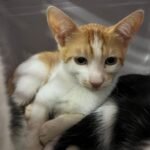 Feira de adoção de animais acontece neste sábado (25) em Aparecida de Goiânia