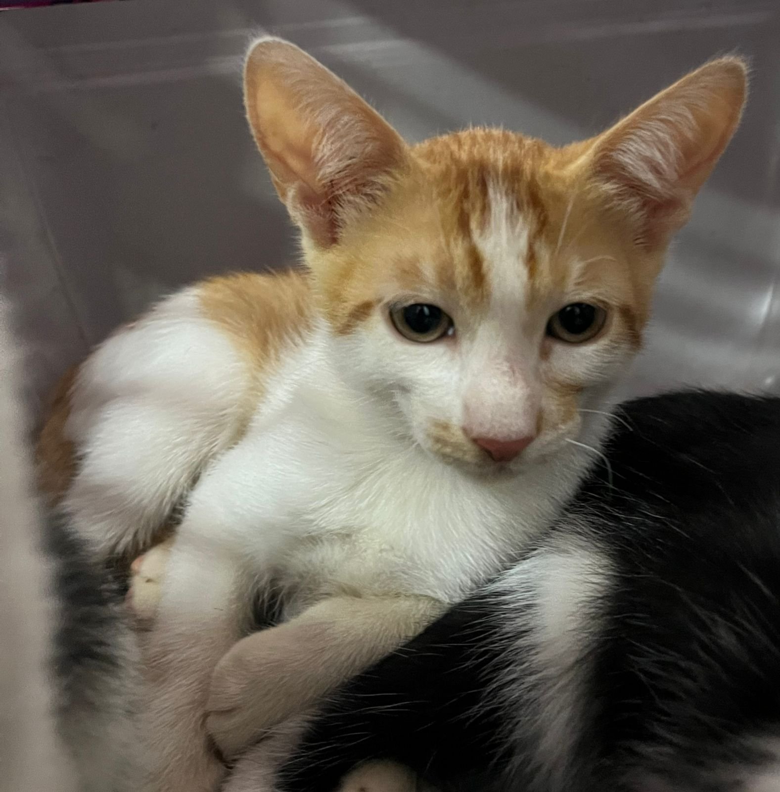 Feira de adoção de animais acontece neste sábado (25) em Aparecida de Goiânia