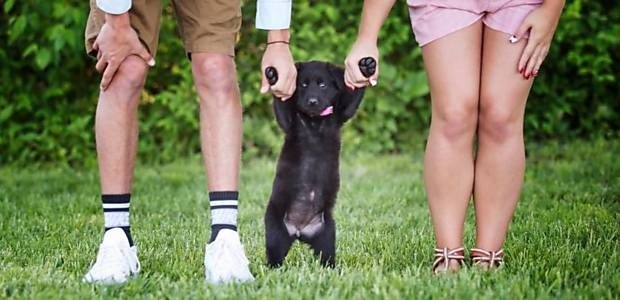 Nova lei regulamenta guarda compartilhada de pets e cartórios passam a auxiliar na formalização de acordos
