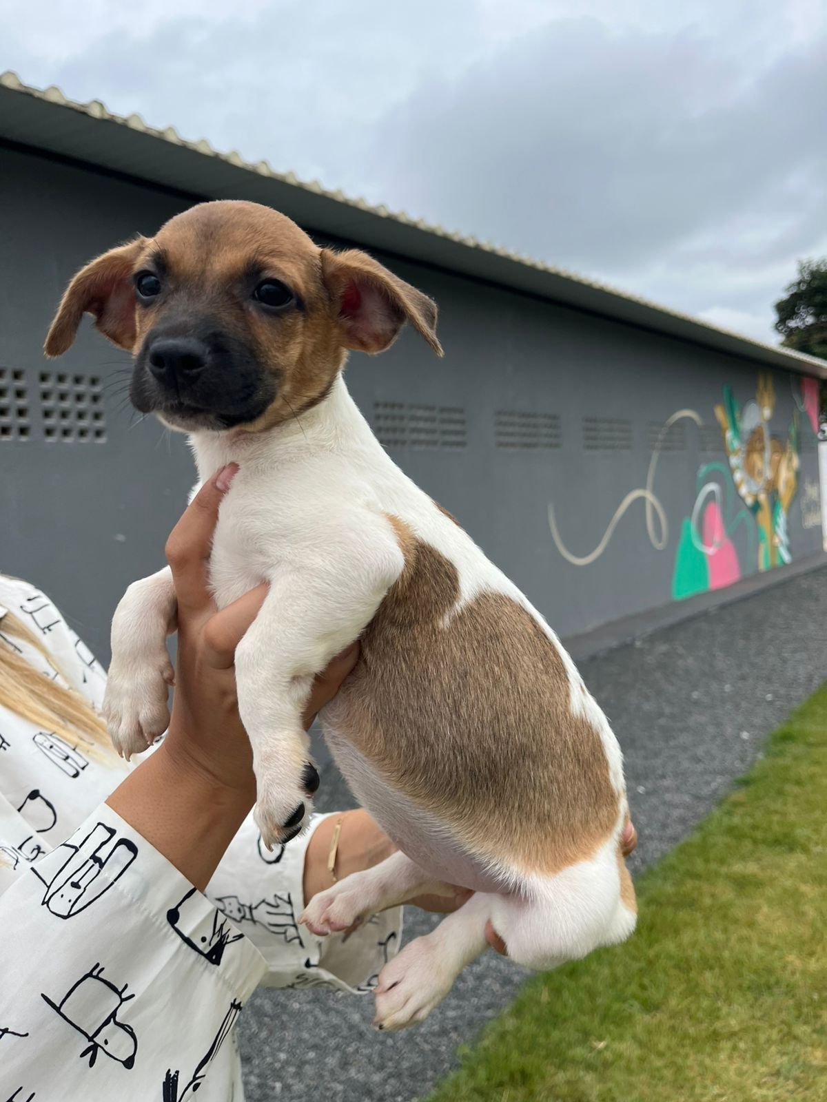 Feira de adoção de animais acontece neste sábado (23) em Aparecida de Goiânia