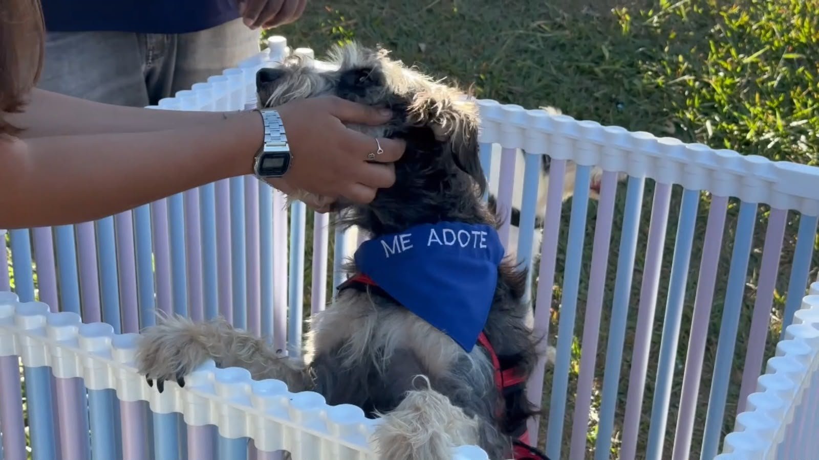 Feira de adoção de animais acontece neste sábado (8) em Aparecida de Goiânia